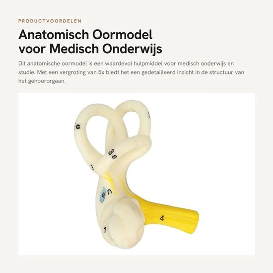 Modello di orecchio con struttura trasparente - Amplificazione 5x - Camera interna - Labirinto a semicircolo - Studio dell'organo dell'udito - Materiale PVC di alta qualità - Modello anatomico