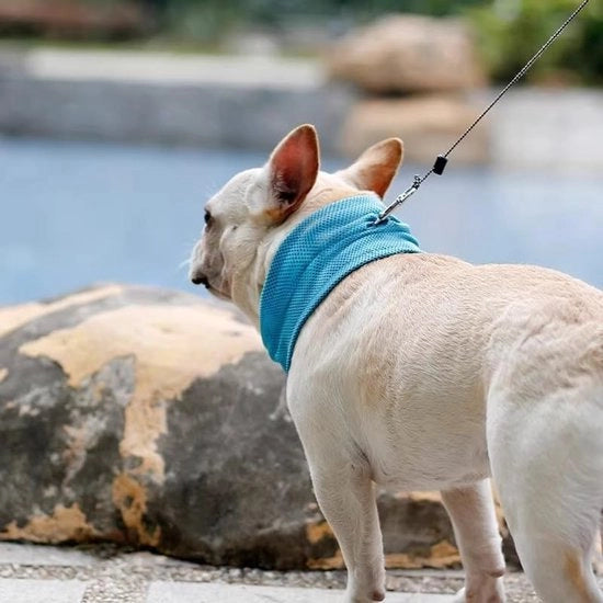 Cintura rinfrescante per cani - Bandana per cani - Ademend - Cintura di raffreddamento per cani - Cintura per cani - Raffreddamento del calore - Adatto per cani da lavoro