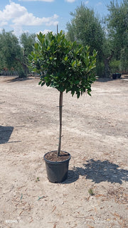 LAURUS NOBILIS ALB.30 1/2 FUSTO Lt.15