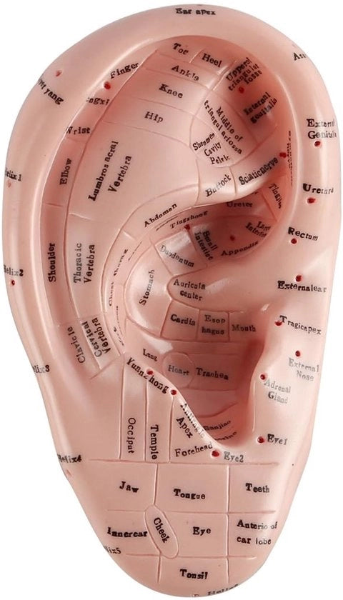 Modello di acupressione 17cm - PVC morbido - Duraturo - Flessibile - Marcature di acupressione - Ideale per studio e uso laboratoristico - Modello di acupressione