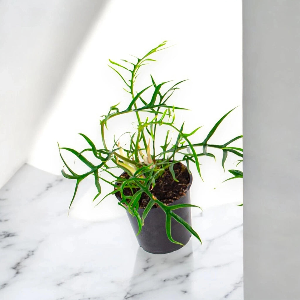 Gardenaria Philodendron tortum 'Good luck' - Pianta da interno ornamentale Altezza: 30 cm (vaso 12)