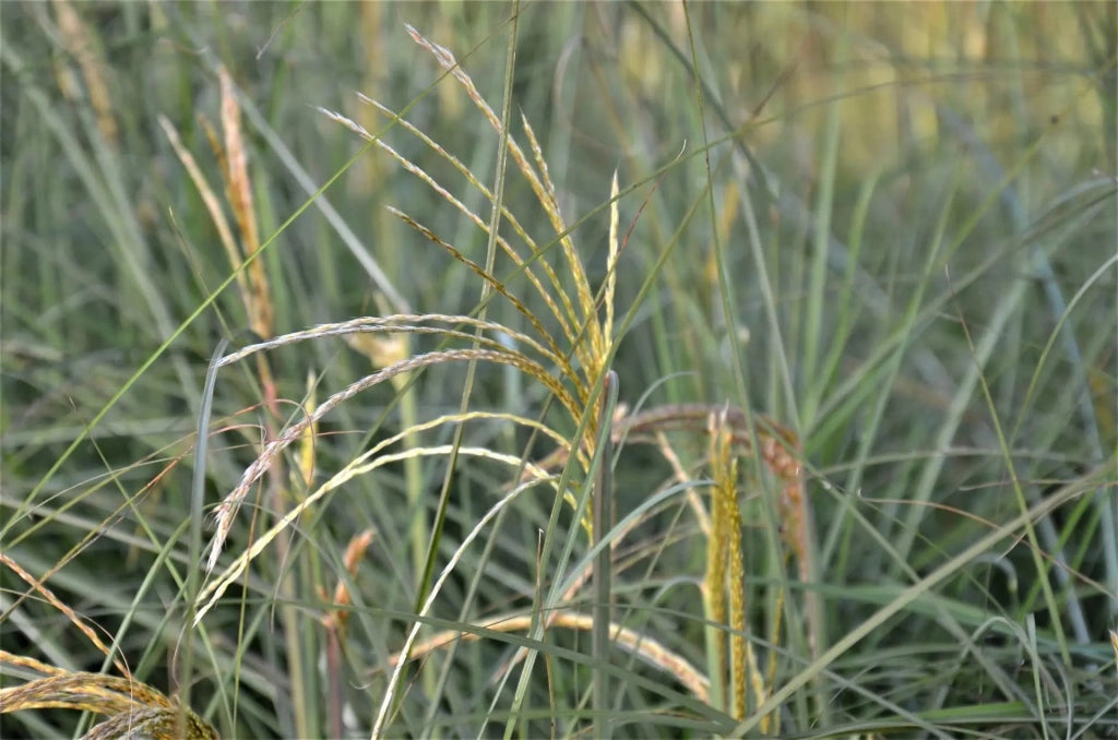 Gardenaria Miscanthus sinensis 'Graziella' - Graminacea ornamentale da esterno Altezza: 60 cm (vaso 17)
