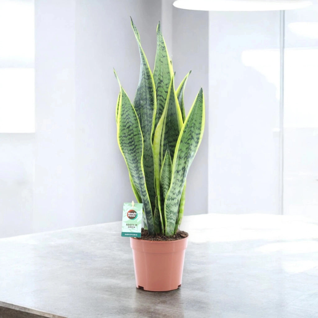 Gardenaria Sansevieria trifasciata 'Laurentii' - Pianta da interno ornamentale Altezza: 70 cm (vaso 17)