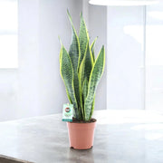 Gardenaria Sansevieria trifasciata 'Laurentii' - Pianta da interno ornamentale Altezza: 70 cm (vaso 17)