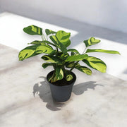 Gardenaria Ctenanthe pilosa 'Golden mosaic' - Pianta da interno ornamentale Altezza: 45 cm (vaso 17)