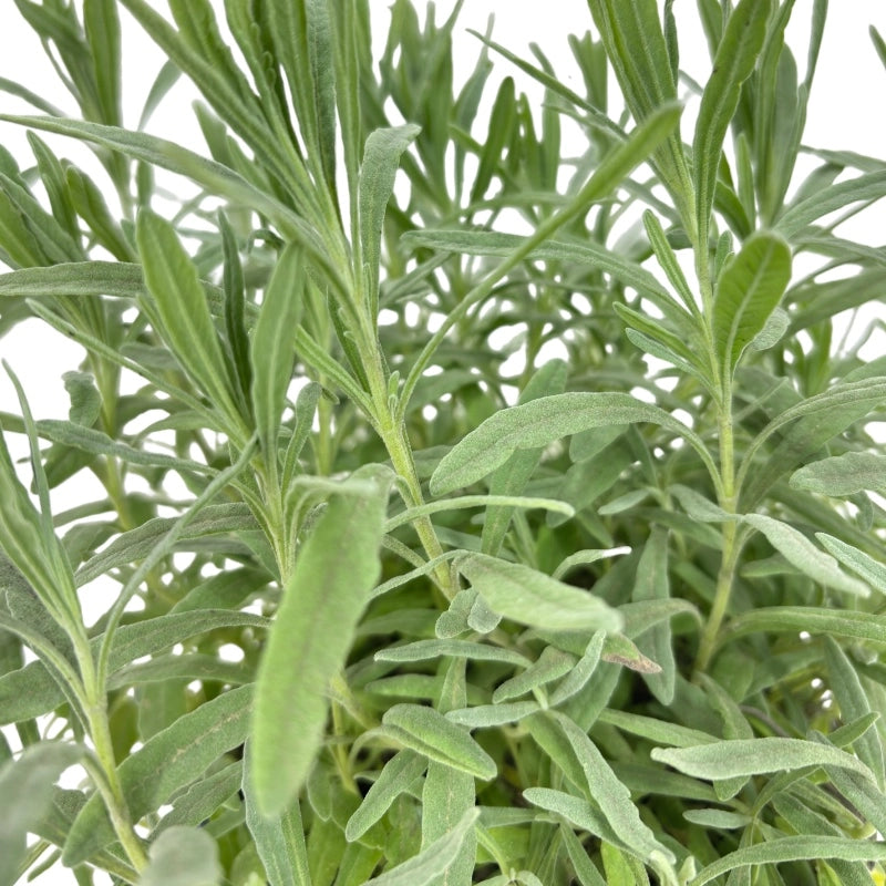 Pianta di Lavanda Lavandula profumo intenso fiore VIOLA  in vaso 14 cm AMDGarden