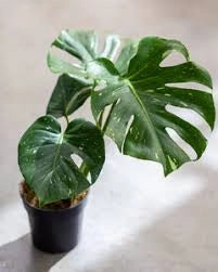 Monstera Thai Constellation vaso 17 cm – Pianta tropicale variegata rara