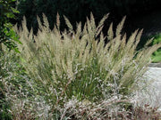 Gardenaria Calamagrostis acutiflora 'Brachytricha' - Graminacea ornamentale da esterno Altezza: 50 cm (vaso 17)