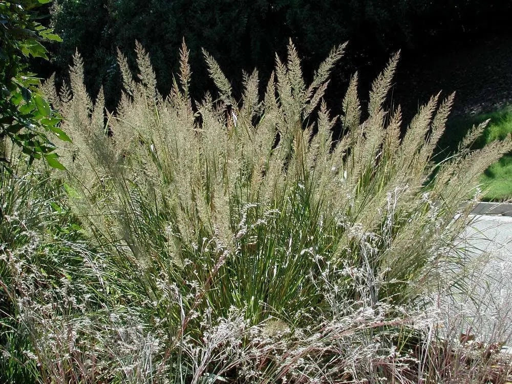 Gardenaria Calamagrostis acutiflora 'Brachytricha' - Graminacea ornamentale da esterno Altezza: 50 cm (vaso 17)