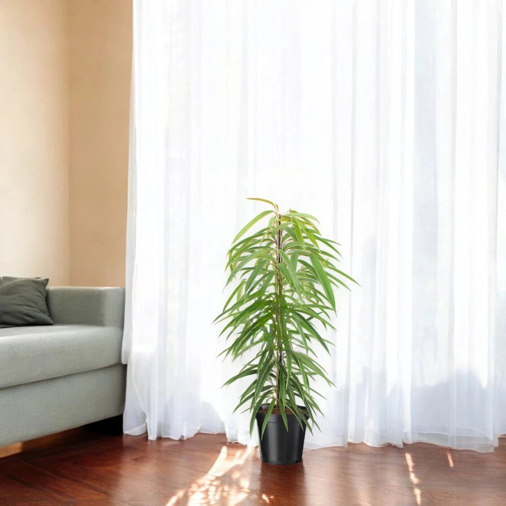 Gardenaria Ficus binnendijkii 'Alli' - Pianta da interno ornamentale Altezza: 100 cm (vaso 21)