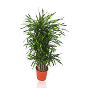 Gardenaria Dracaena fragrans 'Riki' - Pianta da interno ornamentale Altezza: 140 cm (vaso 30)