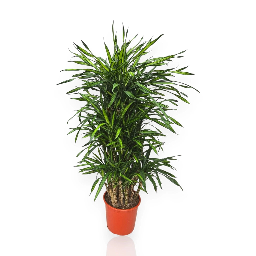 Gardenaria Dracaena fragrans 'Riki' - Pianta da interno ornamentale Altezza: 140 cm (vaso 30)