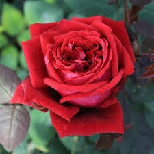 Rosa ‘Botero’ – Rosa rossa profumatissima a fiore grande