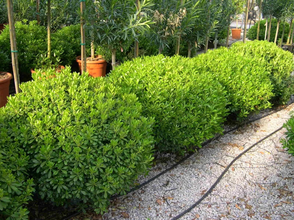 Gardenaria Pittosporo - Pittosporum tobira nano 'Nanum' - Arbusto ornamentale da giardino Altezza: 30/40 cm (vaso19)