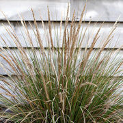 Gardenaria Stipa tenuissima 'Pony Tails' - Graminacea ornamentale da esterno Altezza: 60 cm (vaso 24)