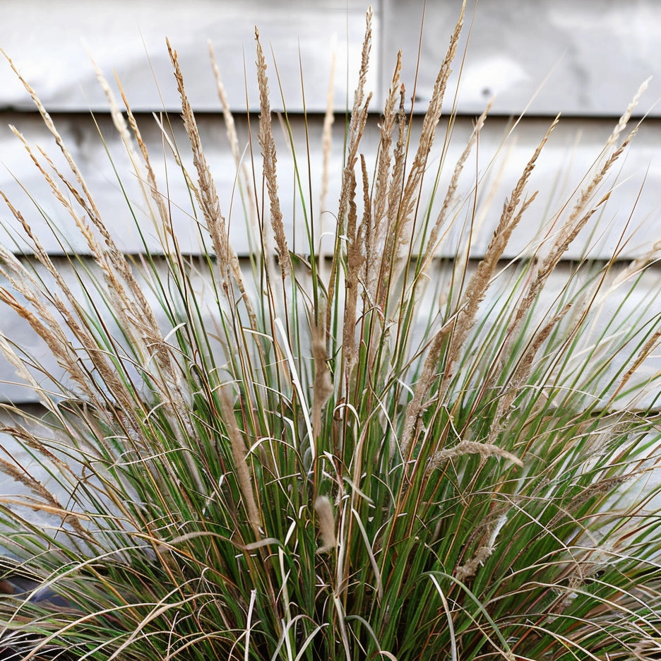 Gardenaria Stipa tenuissima 'Pony Tails' - Graminacea ornamentale da esterno Altezza: 60 cm (vaso 24)