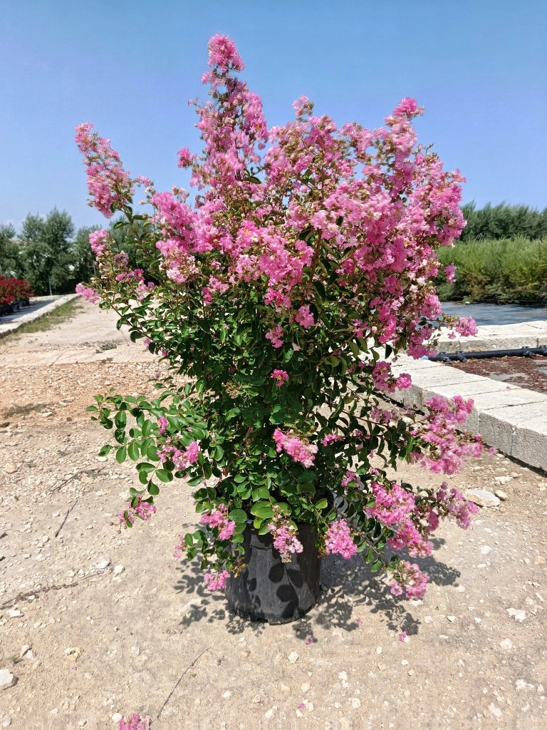 LAGERSTROEMIA INDICA CESP.40 GABY ROSE