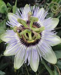 Passiflora caerulea vaso 17 cm – Rampicante ornamentale a fioritura esotica