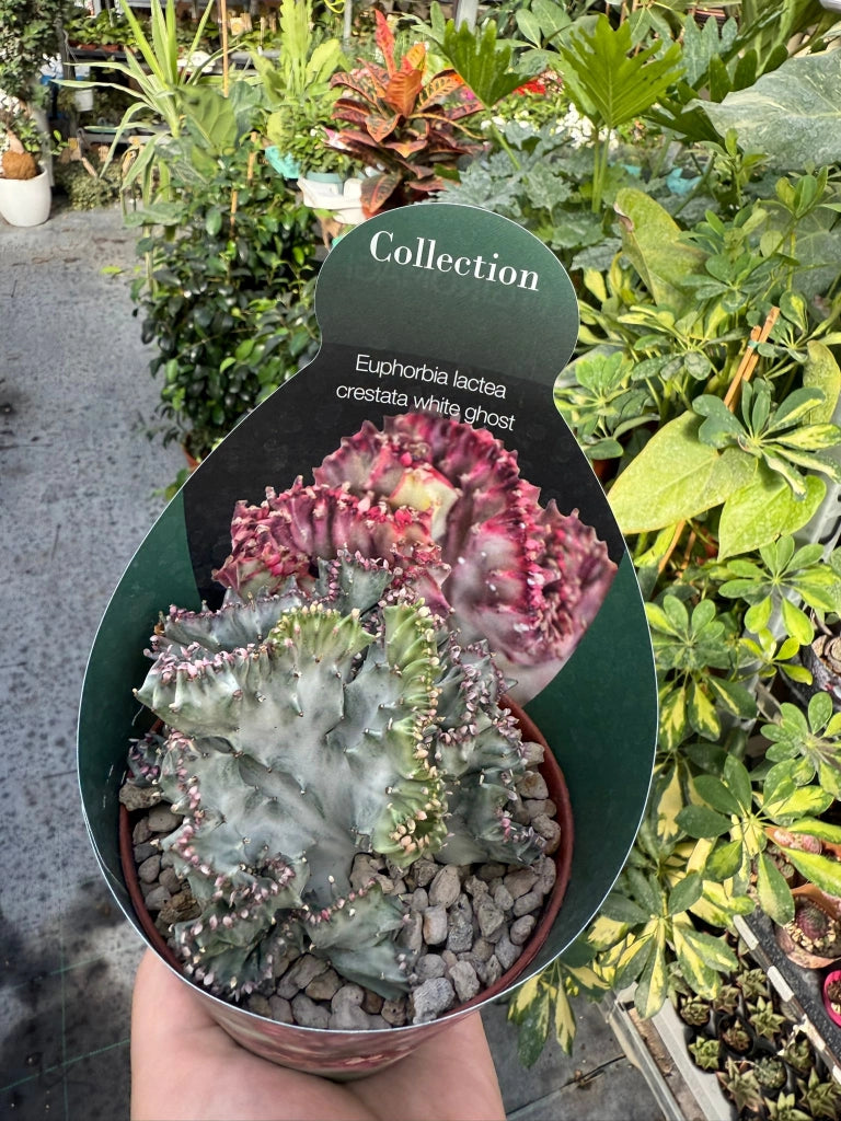 Pianta di euphorbia lactea crestata white ghost succulenta(pianta grassa)vaso 8