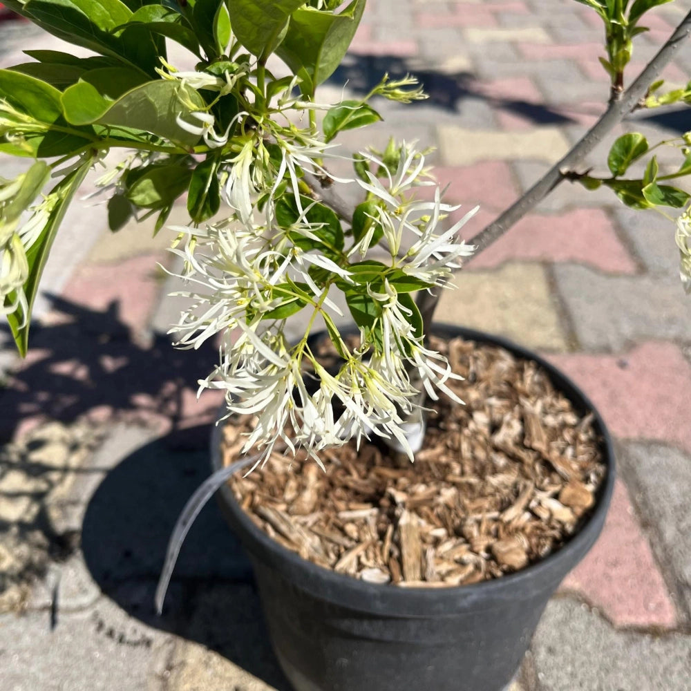 Pianta di Albero della Neve Profumato CHIONANTHUS VIRGINICUS vaso 18cm AMDGarden