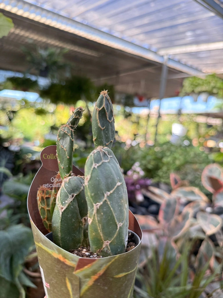 pianta di opuntia reticulata cobra succulenta (pianta grassa) vaso 10