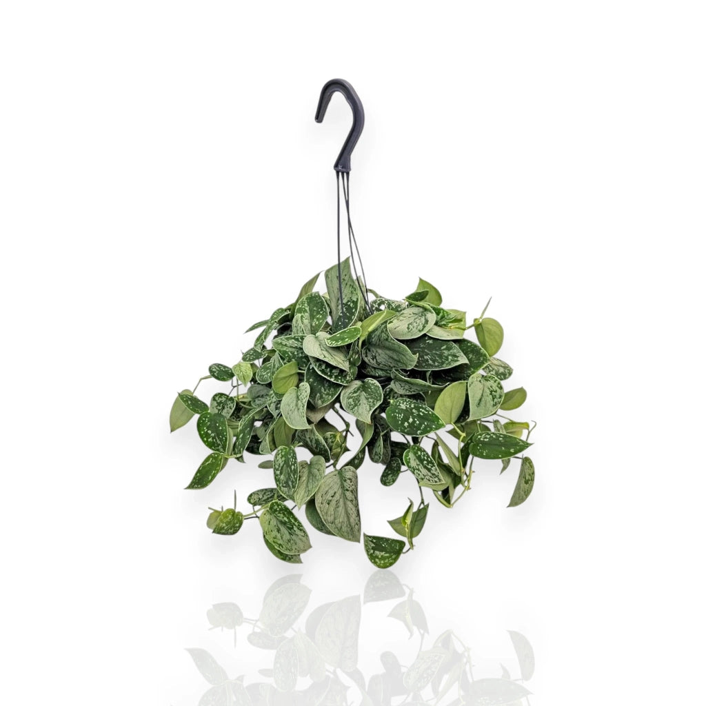 Gardenaria Scindapsus pictus 'Silvery Ann' - Pianta da interno ornamentale Altezza: 20 cm (vaso 14)