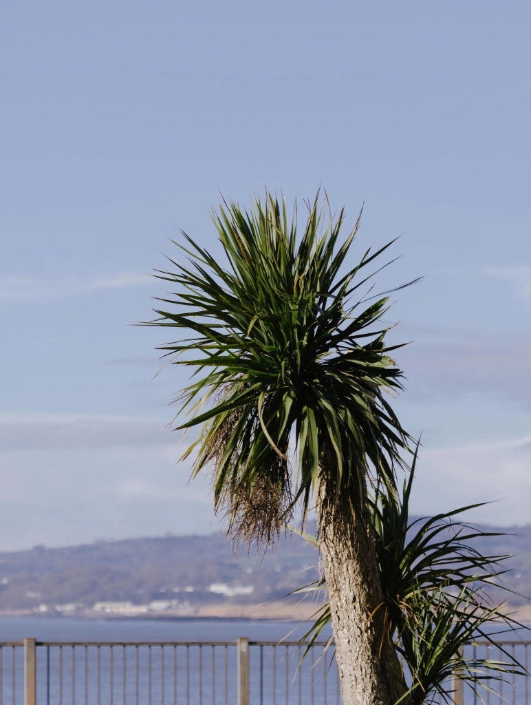 DRACAENA INDIVISA (CORDILINE) TRONCO SINGOLO VASO 70