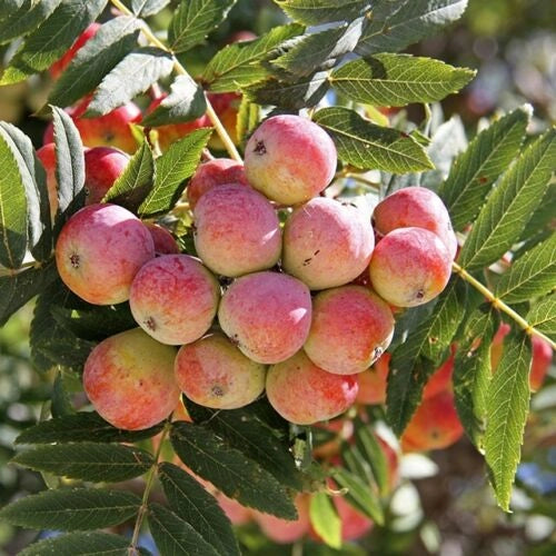 Sorbo domestico albero da frutto della famiglia delle Rosacee sorbole