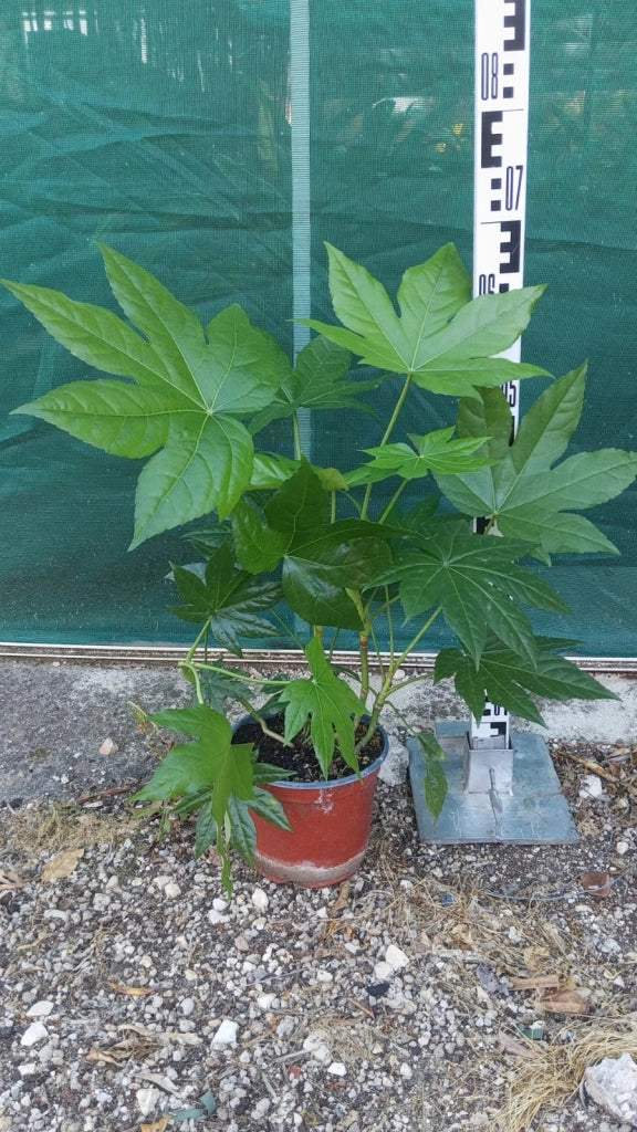 ARALIA SIEBOLDI (ARALIA DEL GIAPPONE) VASO 18