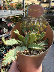 Pianta di Euphorbia stellata succulenta (pianta grassa) vaso 10