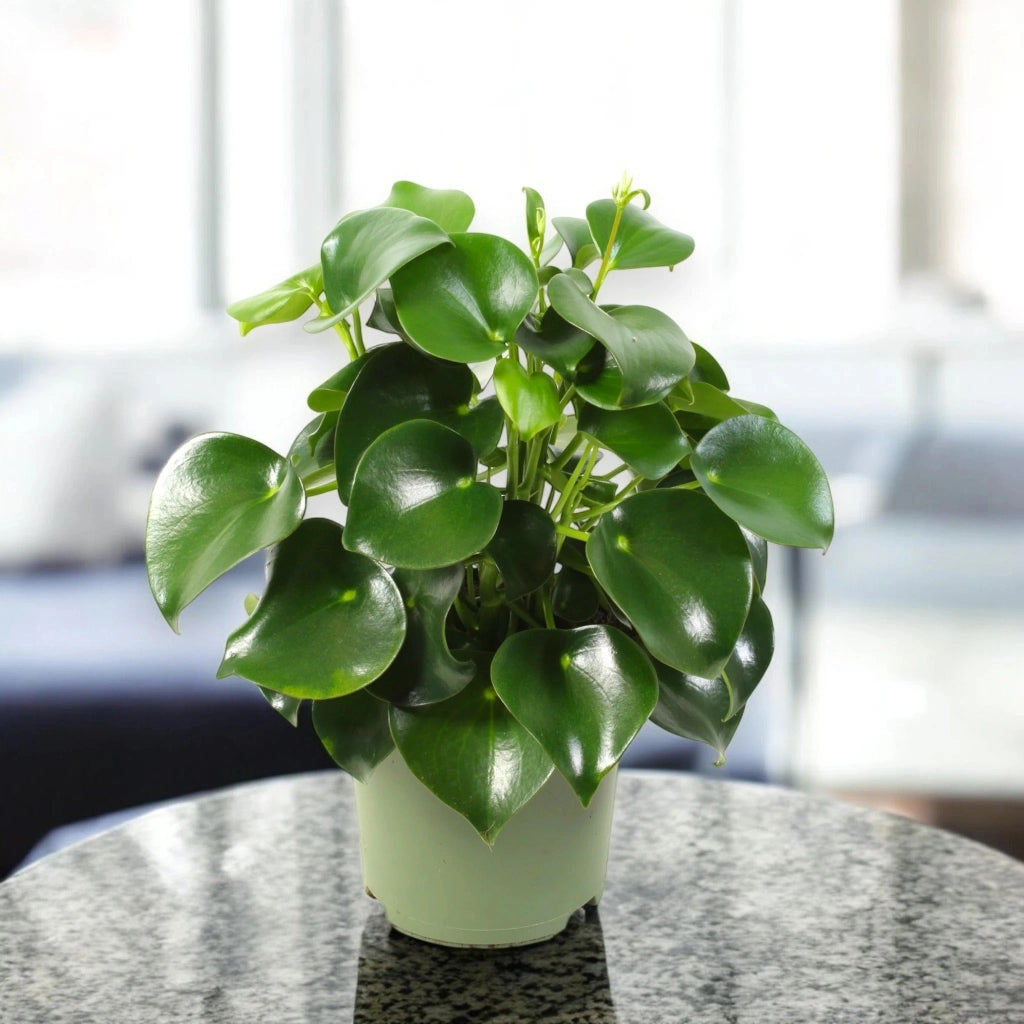 Gardenaria Peperomia polybotrya 'Raindrop' - Pianta da interno ornamentale Altezza: 30 cm (vaso 14)