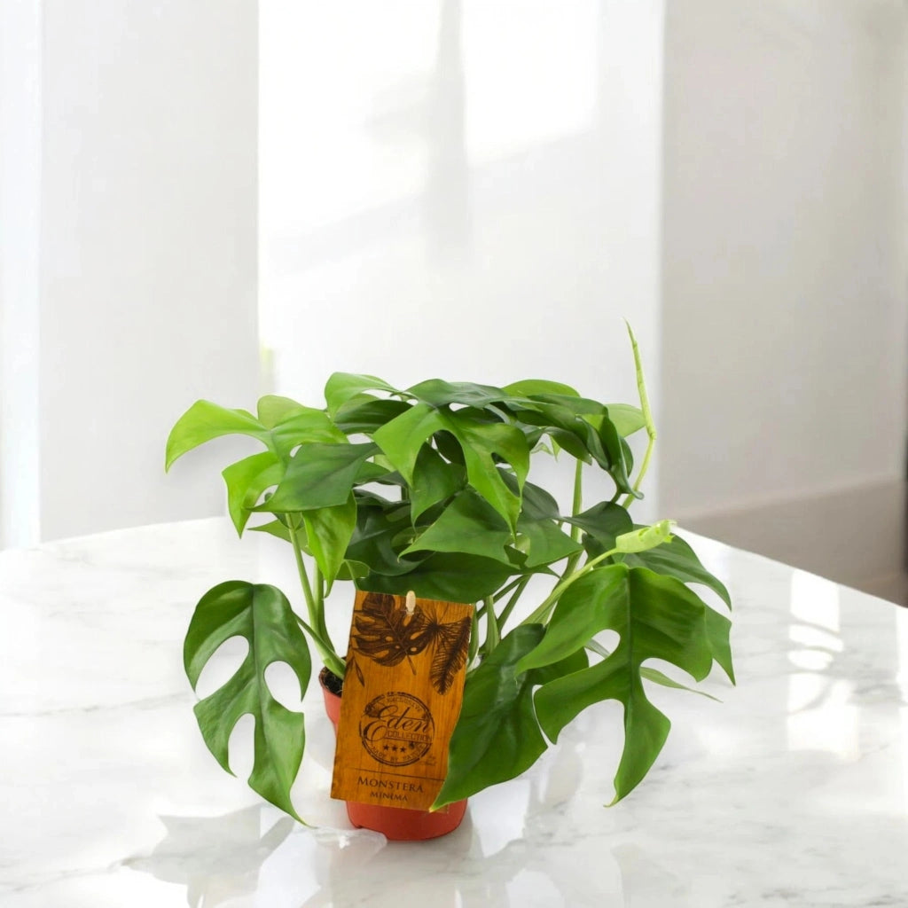 Gardenaria Monstera Minima - Rhaphidophora tetrasperma - Pianta da interno ornamentale Altezza: 40 cm (vaso 12)
