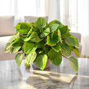 Gardenaria Peperomia albovittata 'Rana verde' - Pianta da interno ornamentale Altezza: 15 cm (vaso 11)