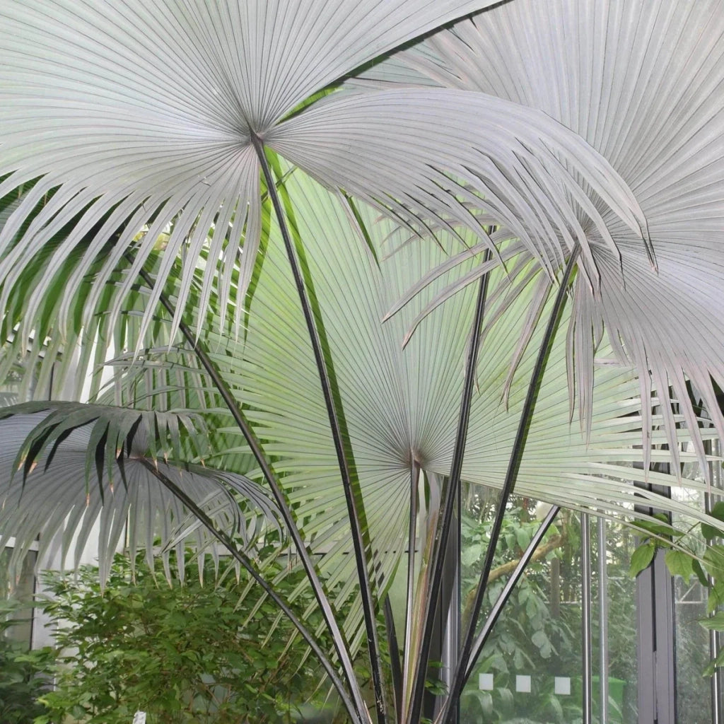 Kerriodoxa elegans palma bianca h 2.00 m vaso 70 tropicale rara