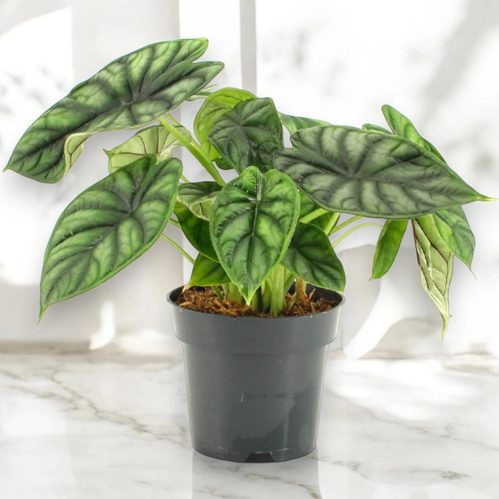Gardenaria Alocasia 'Dragon scale' - Pianta da interno ornamentale Altezza: 30 cm (vaso 14)