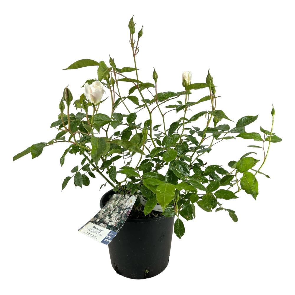 Pianta ROSA BREVETTATA ICEBERG ® bianca  vera PROFUMATA vaso19 FOTO REAL