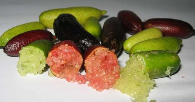LIMONE CAVIALE Rosa Rosso Verde Arancione Finger Lime FOTO REALI VASO 18cm Colore: Rosso