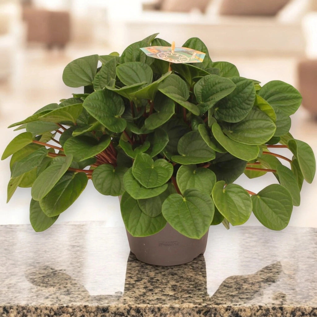 Gardenaria Peperomia albovittata 'Rana verde' - Pianta da interno ornamentale Altezza: 15 cm (vaso 11)