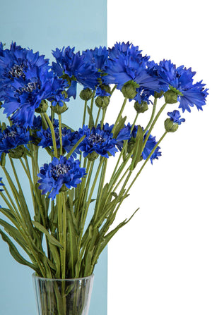 Set 6 Fiordaliso Artificiali con Fiori Altezza 65 cm Blu