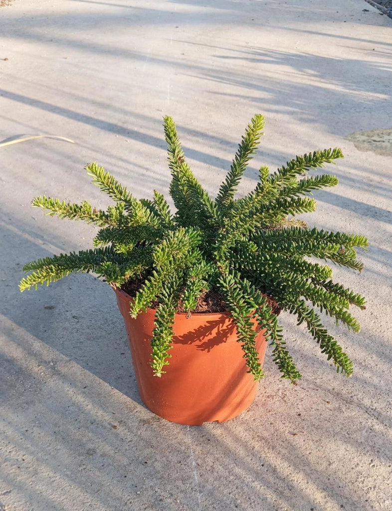 GREVILLEA MONT TAMBORITA VASO 24