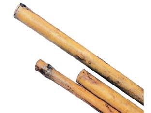 CANNA BAMBOO- - mm.10/12 h.120 - 100 pezzi T-REX