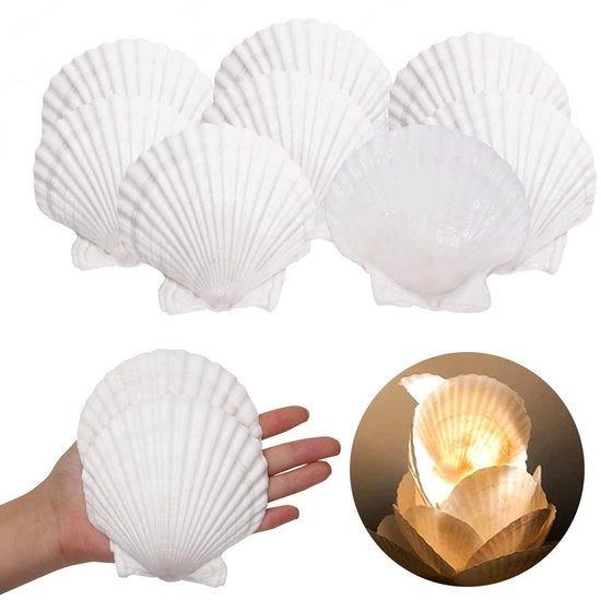 Conchiglie di Sint-Jakob - Grande Formato 10-12 cm - Conchiglie Decorative - Conchiglie Naturali - Accessori da Tavola - Artigianato - Charme Nautico - Decorazione con Conchiglia