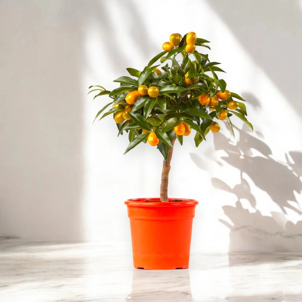 Gardenaria Kumquat - Fortunella margarita - Pianta di agrume da frutto in vaso Altezza: 160 cm (vaso 35)