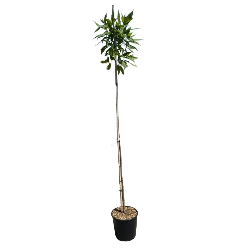 Pianta di Chitalpa Pink Dawn fiore trombetta rosa h 100 in vaso 18 cm AMDGarden