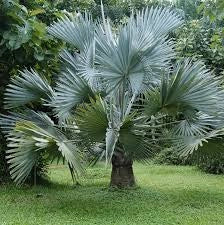Bismarckia nobilis Silver H 180cm Palma tropicale foglia argento foto reale