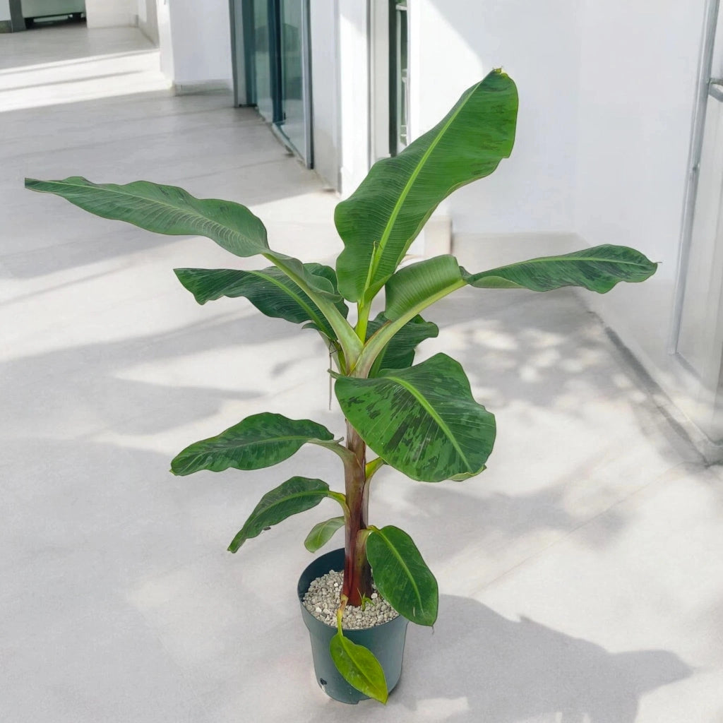 Gardenaria Musa 'Dwarf Cavendish' - Pianta da interno ornamentale Altezza: 90 cm (vaso 21)
