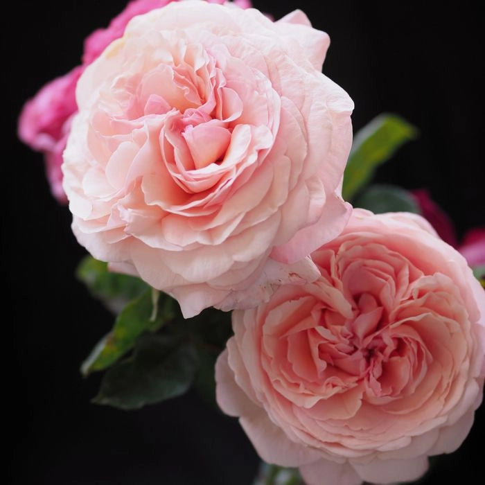 Gardenaria Rosa 'Jean de La Fontaine' - Rosa da giardino Altezza: 40/50 cm (vaso20)