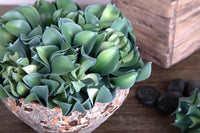 Set 6 Aoenium arboreum Artificiale Altezza 13 cm Verde