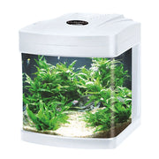 Blu Bios Cubino LED - acquario panoramico 26L cm30x33x36h Colore: Bianco