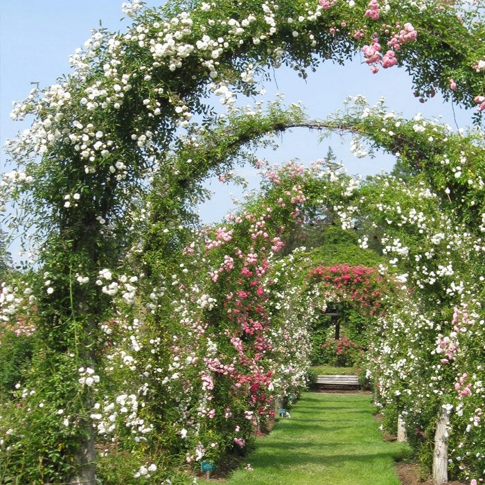 Arco Decorativo Giardino in Ferro ø13 mm per Piante Rampicanti H 240 Verdelook